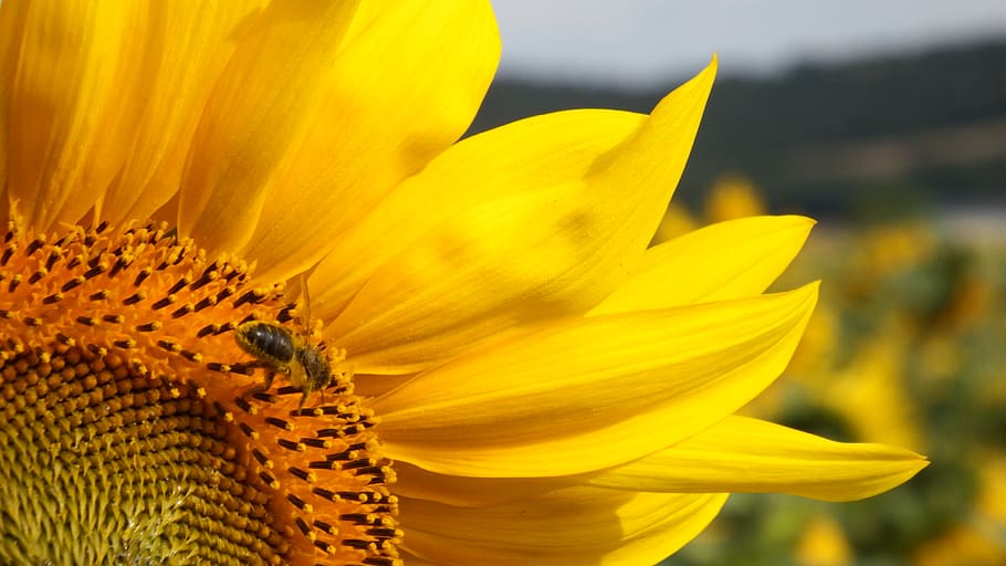 spain, alegría-dulantzi, yellow, bee, girasol, abejas, sunflower, HD wallpaper