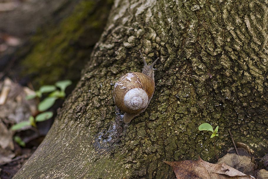 snail, track, forest, bark, nature, tree, the structure of the HD wallpaper