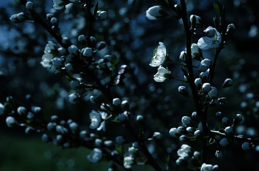 plant, fruit, blueberry, food, flower, tree, blossom, plum HD wallpaper