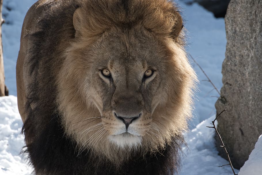 lion, predator, zoo, africa, safari, animal world, big cat HD wallpaper