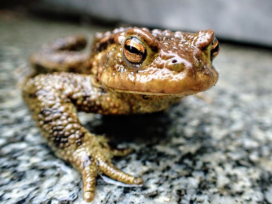frog, amphibian, nature, animal, brown, animal themes, animal wildlife HD wallpaper