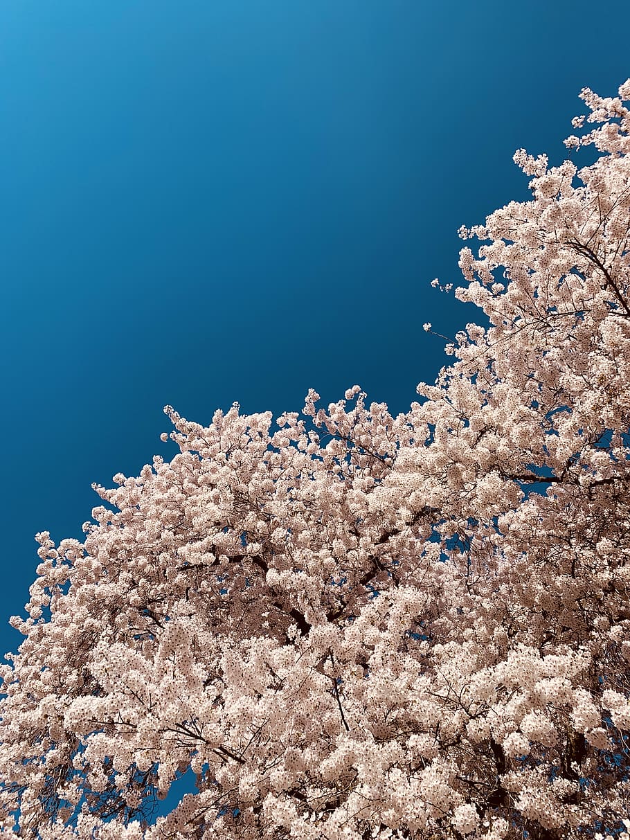 white tree during daytime, flower, plant, blossom, cherry blossom HD wallpaper