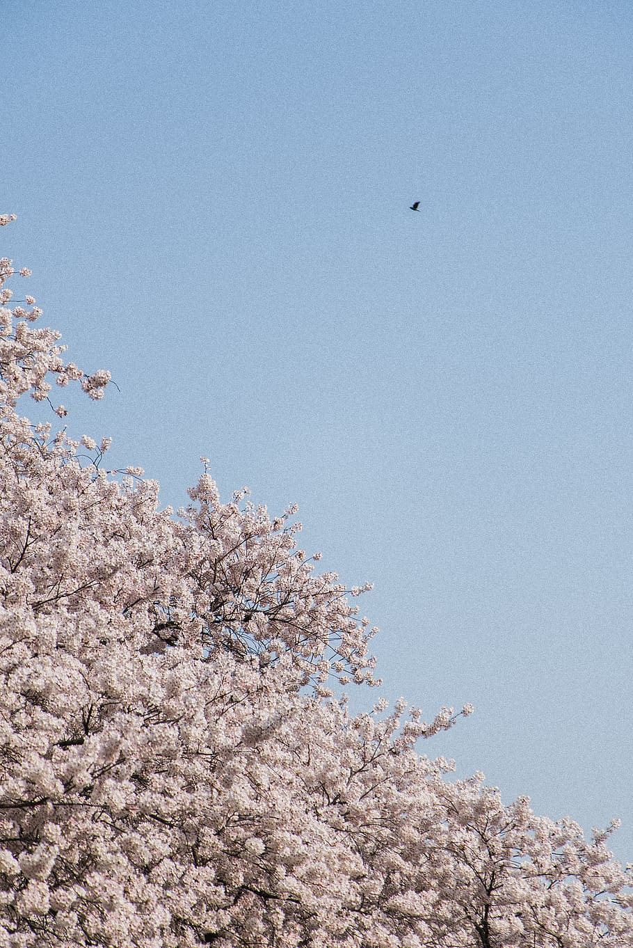 japan, shinjuku, blossoms, trees, bird, cherry blossom, tokyo HD wallpaper