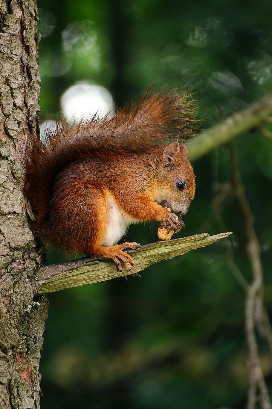 brown squirrel on branch of tree eating nut, animal themes, one animal HD wallpaper