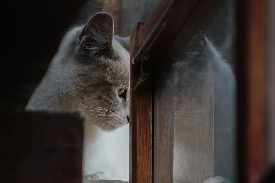 ecuador, quito, cat, kitten, mammal, animal, animal themes HD wallpaper