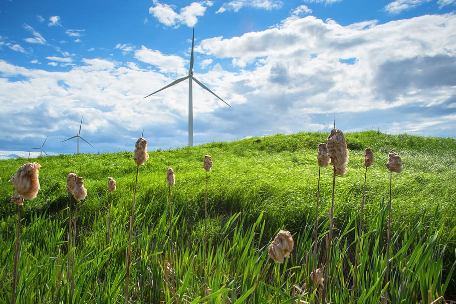 green-leafed plant and windmill, field, grassland, outdoors, nature HD wallpaper