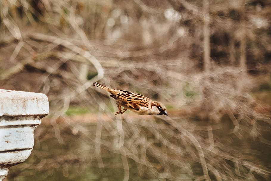 selective focus photography of brown bird, animal wildlife, animal themes HD wallpaper