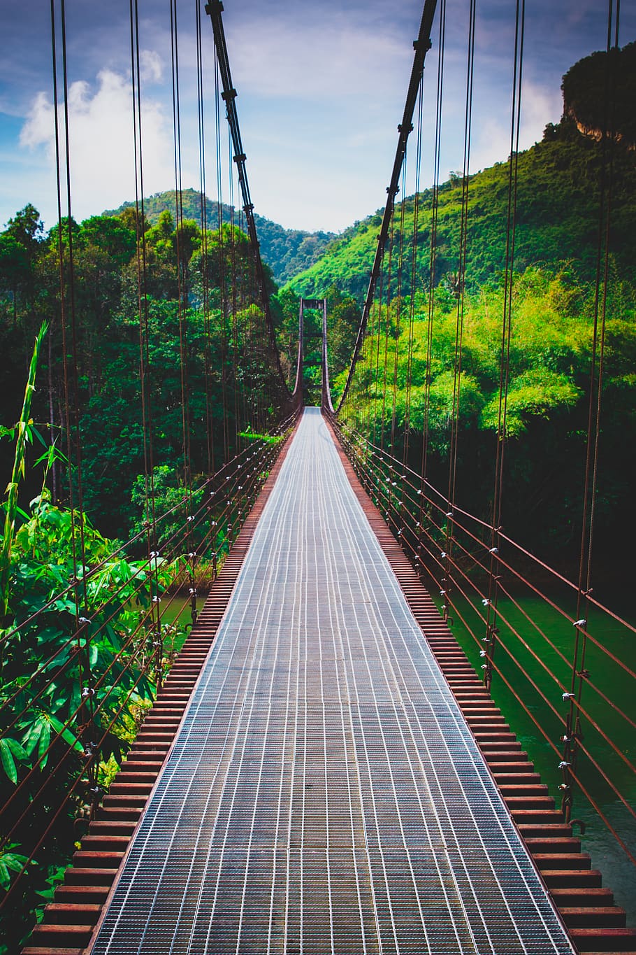 thailand, khao sok, connection, plant, tree, the way forward HD wallpaper