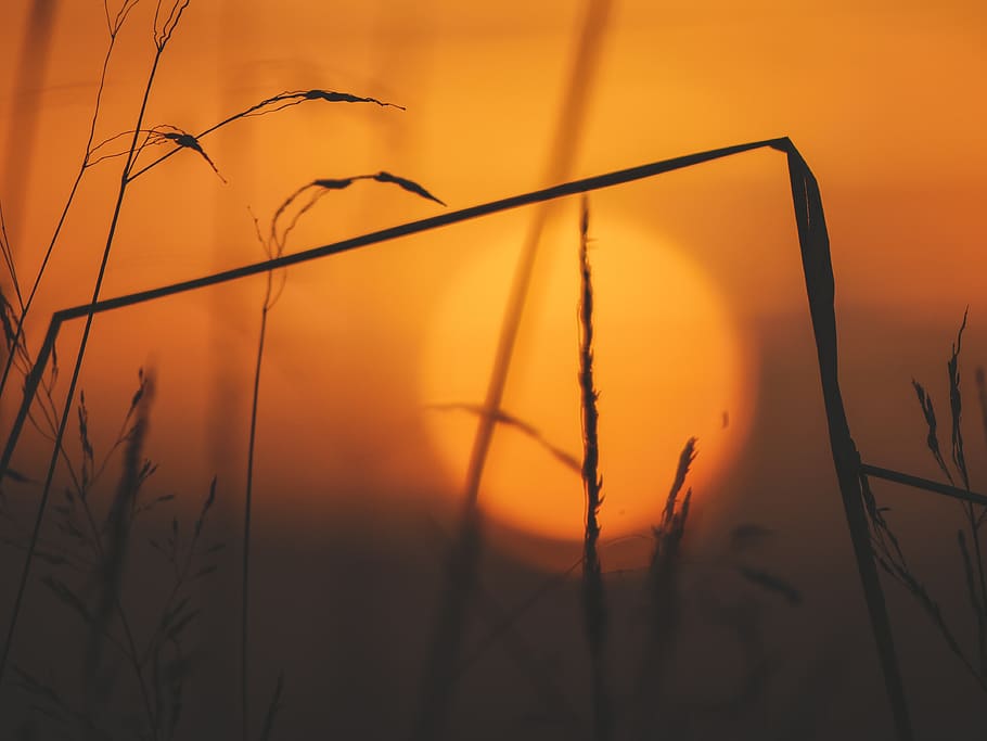 silhouette of grass, plant, flora, sky, reed, sunset, nature HD wallpaper