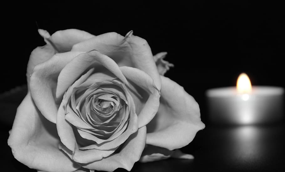rose, candle, fresh, flower, nature, fragrance, garden, blooming HD wallpaper