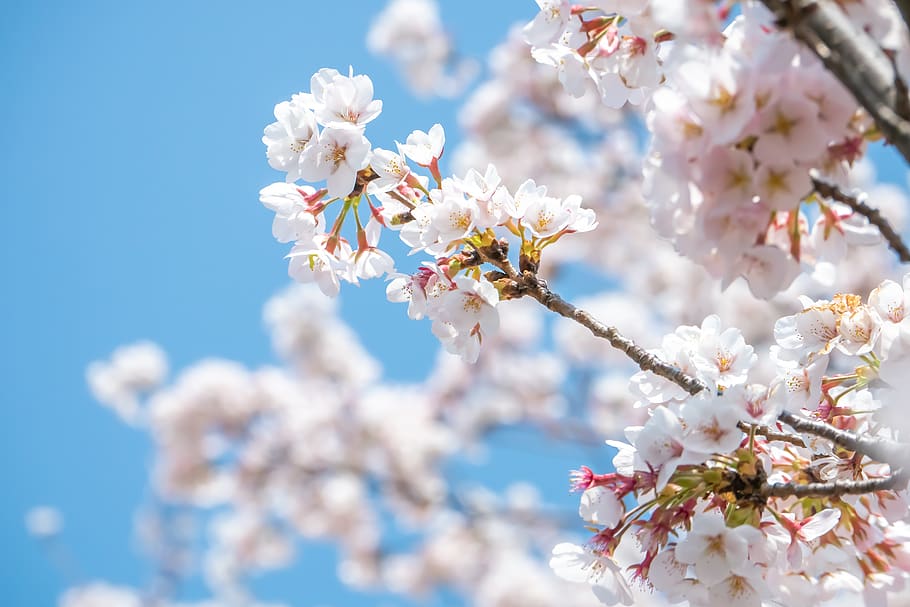 flower, plant, cherry blossom, spring, bloom, sakura, japan HD wallpaper