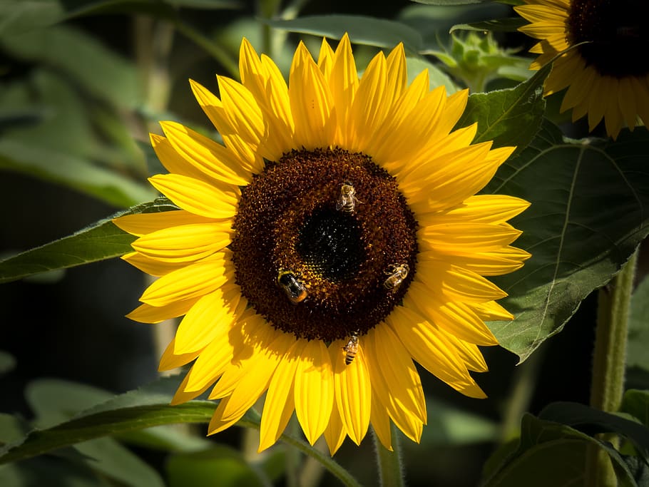sunflower, insect, pollination, bee, hummel, seeds, blossom HD wallpaper