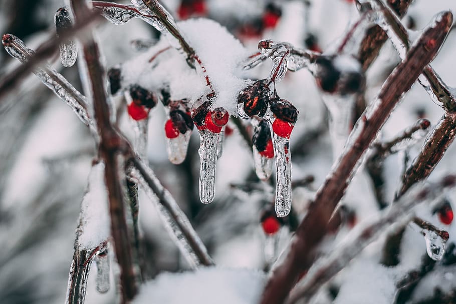 Macro Photography Of Red Cherries, berry, branch, cold, frost HD wallpaper