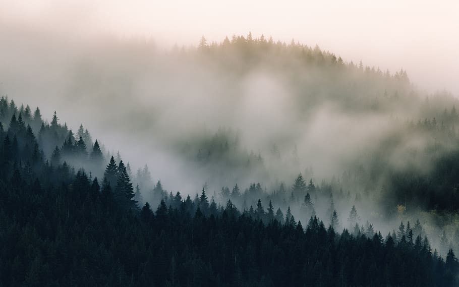 forest covered with fogs, tree, plant, beauty in nature, tranquil scene HD wallpaper