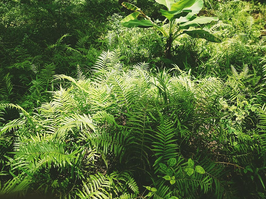 forest, nature, plant, growth, green color, tree, beauty in nature HD wallpaper