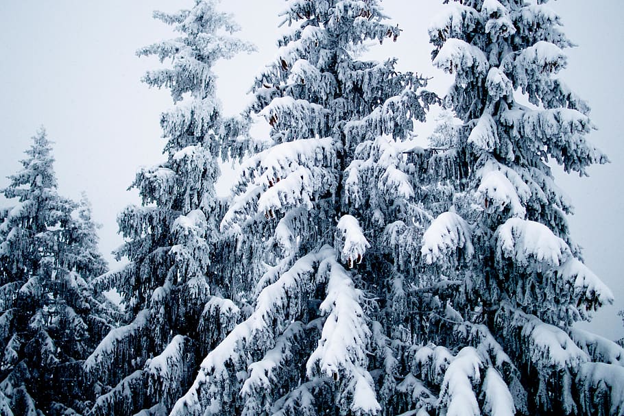 plant, tree, fir, abies, bayern, germany, snow, outdoors, pine HD wallpaper