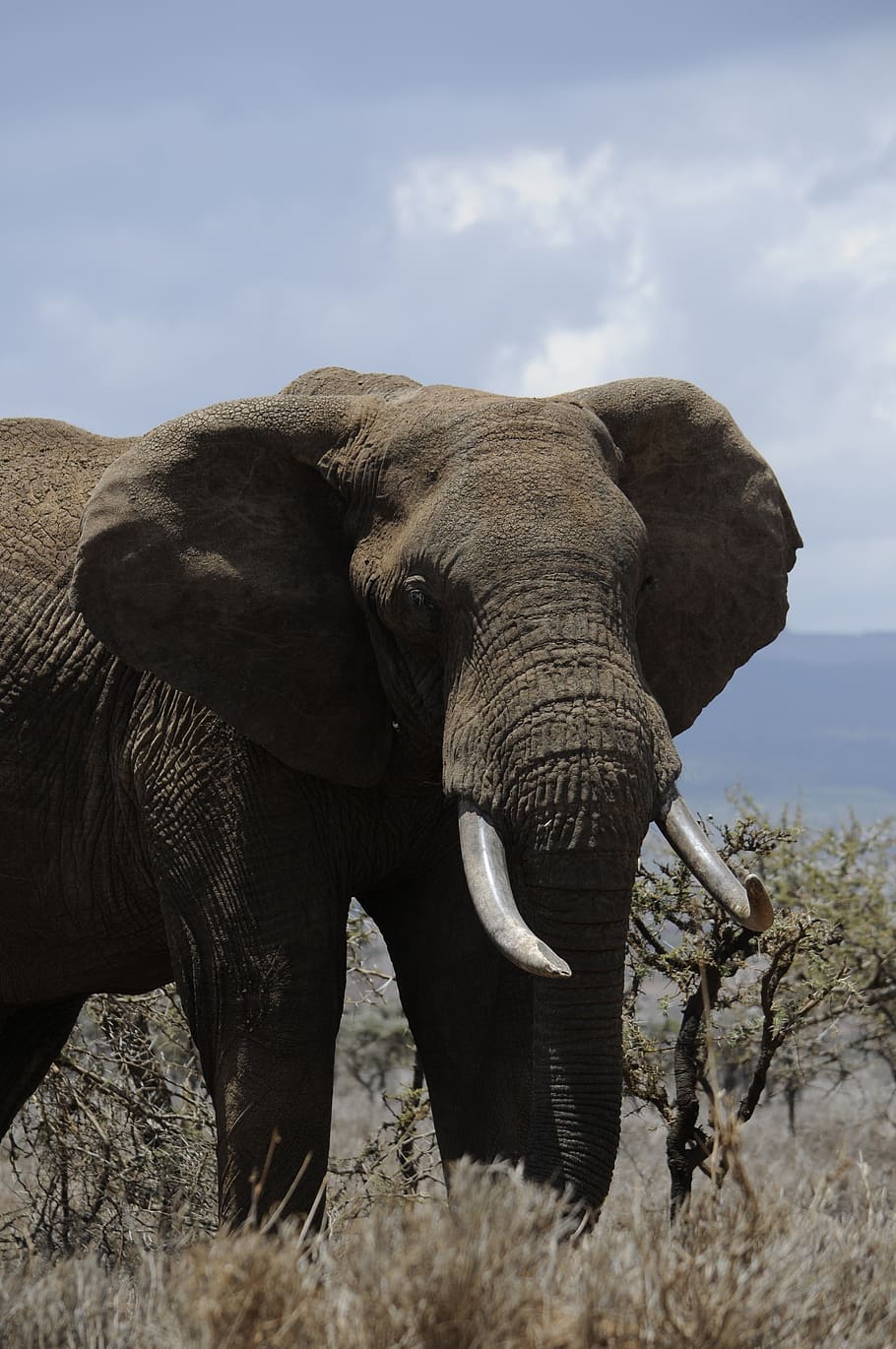 africa, elephant, steppelandskap, the steppes, støttenner HD wallpaper