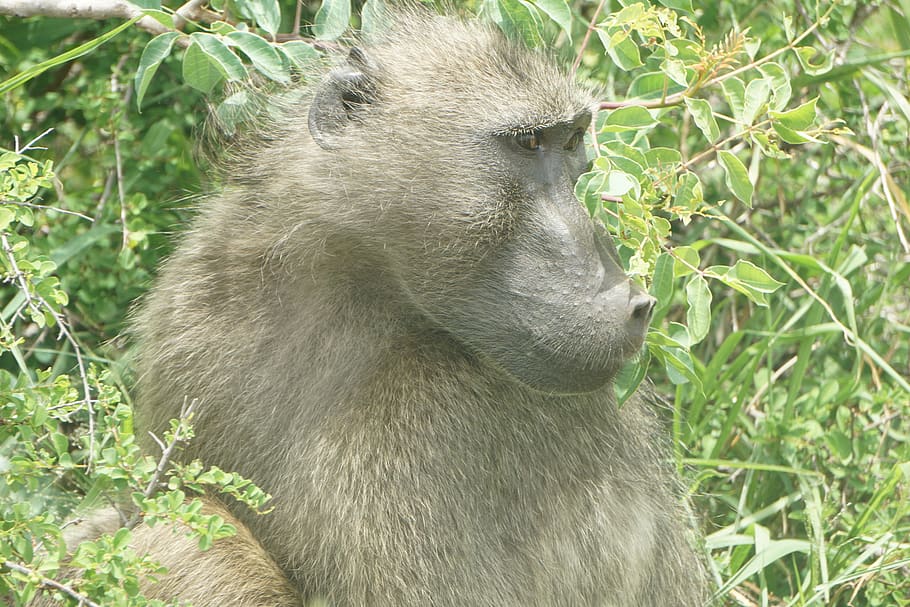 animal, mammal, monkey, wildlife, bear, baboon, pensive, alpaca HD wallpaper