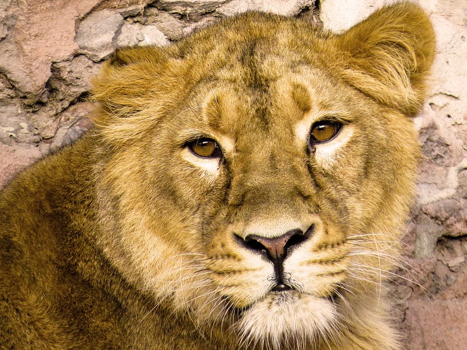 animals, predator, lion, big cat, carnivores, wild, animal portrait HD wallpaper