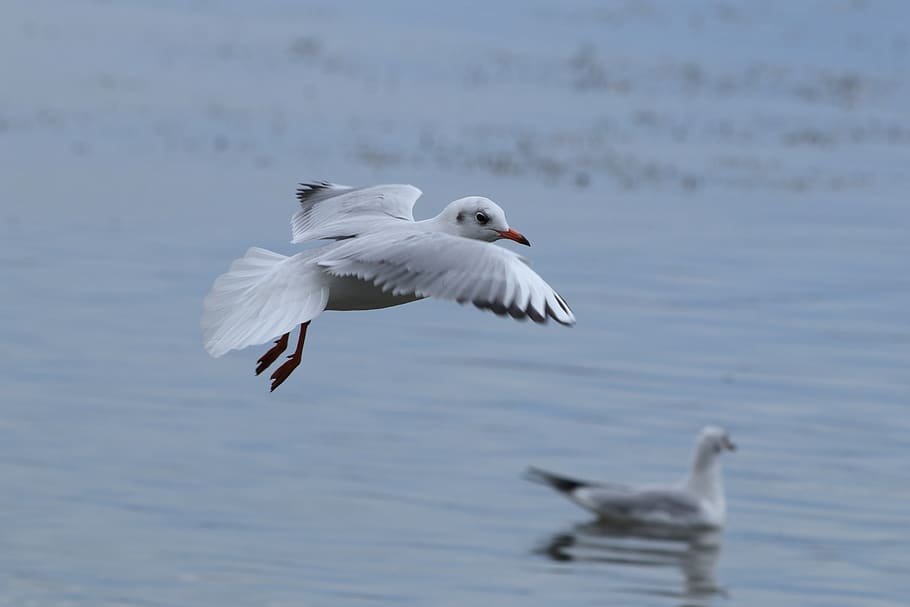 seagull, bird, flight, lake, white, animal themes, animals in the wild HD wallpaper