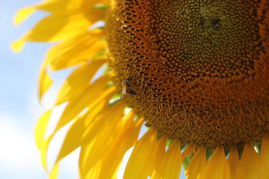 sunflower, flowers, yellow, summer, nature, open, plant, pollen HD wallpaper