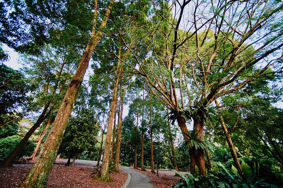 green trees near road under blue sky, vegetation, flora, forest HD wallpaper