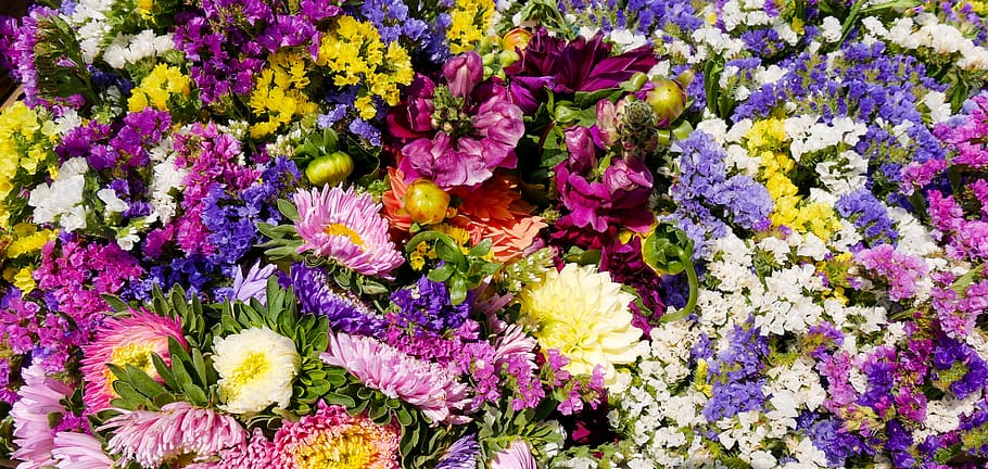 nature, flowers, blossom, bloom, garden, flora, colorful, autumn HD wallpaper