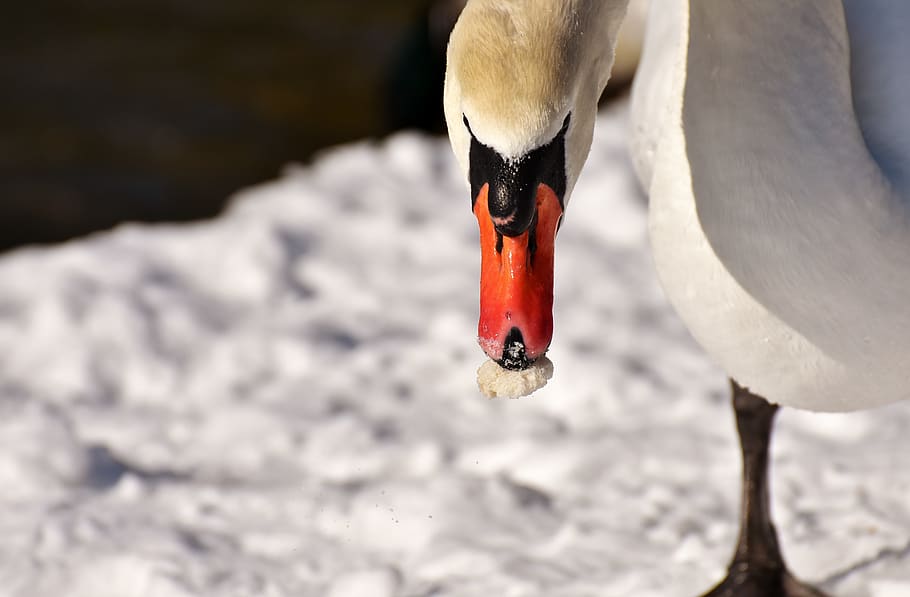 swan, waterfowl, poultry, snow, plumage, winter, winter mood, HD wallpaper