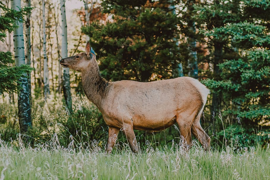 brown deer in forest during daytime, animal, wildlife, elk, mammal HD wallpaper