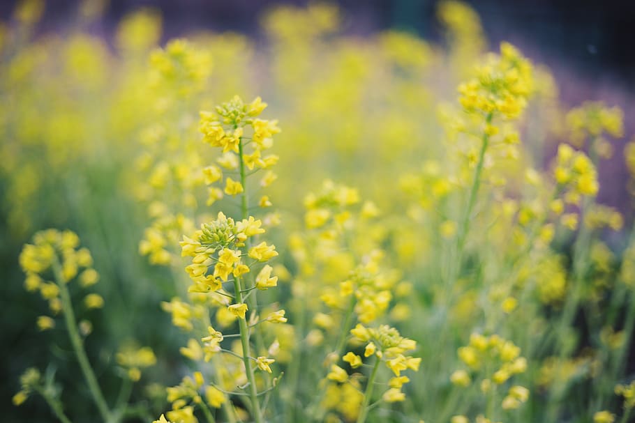 yellow, flower, flowering plant, beauty in nature, field, freshness HD wallpaper