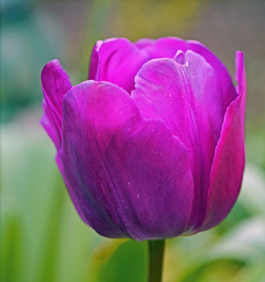 tulip, la violetta, blossom, bloom, cup, breeding, flower, plant HD wallpaper