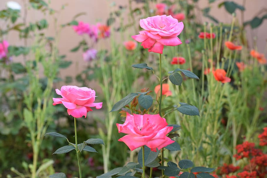 rose, flowers, nature, bloom, blossom, pink, romance, love HD wallpaper