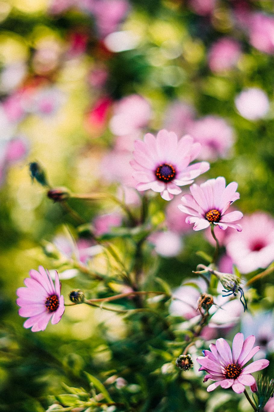 Depth of Field Photograph of Pink Petaled Flowers, bloom, blooming HD wallpaper