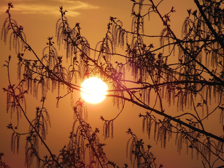 sunrise, tree, spring, nature, sky, mood, sunset, plant, beauty in nature HD wallpaper