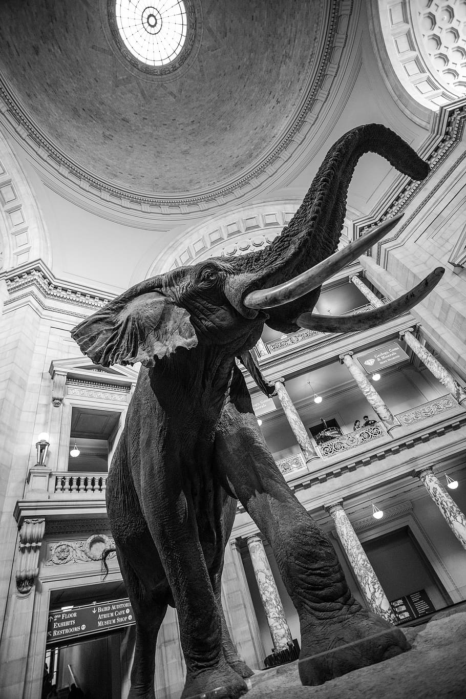 eye, black and white, skin, trunk, kingdom, washington dc, history, HD wallpaper