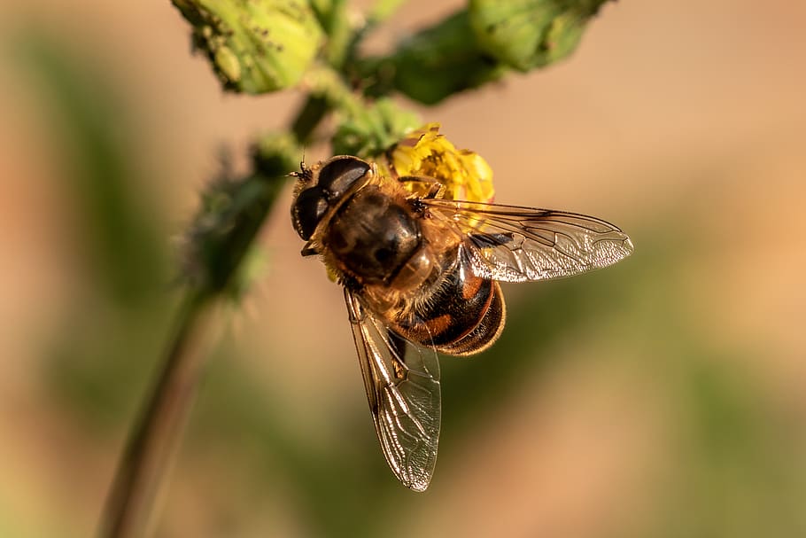mist bee, mud bee, translucent bee-keilfleckschwebfliege, eristalis tenax HD wallpaper