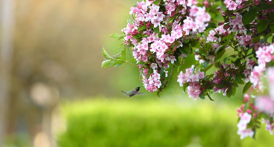 flowering plant, freshness, animal themes, beauty in nature HD wallpaper