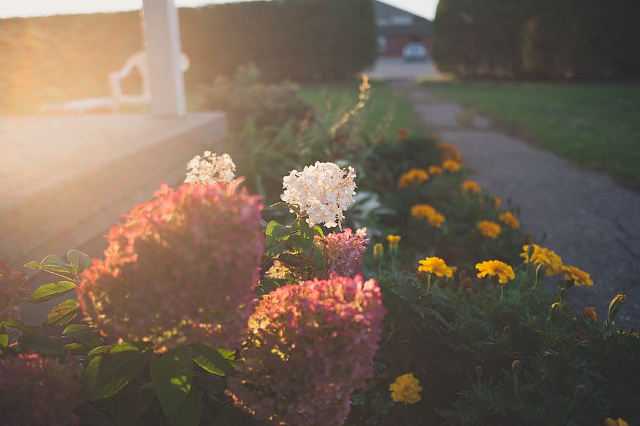 flower, garden, sunshine, path, bloom, sunset, flowering plant HD wallpaper