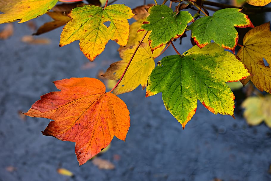 autumn leaf, vein, pattern, foliage, nature, seasonal, october HD wallpaper