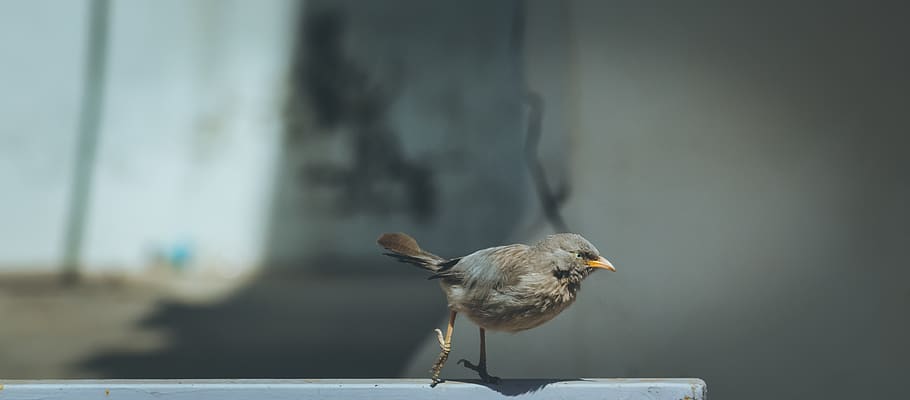 brown bird, animal, india, beak, anthus, sector 3d, gandhinagar HD wallpaper