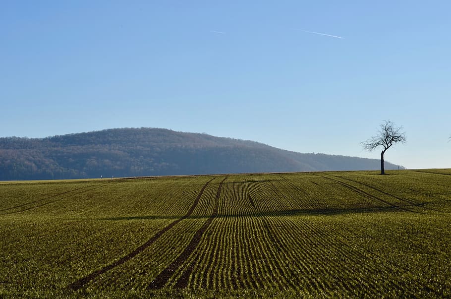 fruit tree, field, landscape, agriculture, sky, arable, arable land HD wallpaper