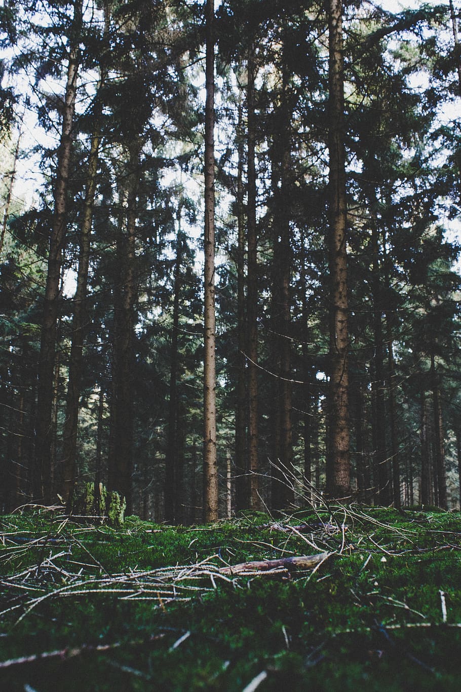tall tress and green grasses, glow, ray, sunlight, tree trunk HD wallpaper
