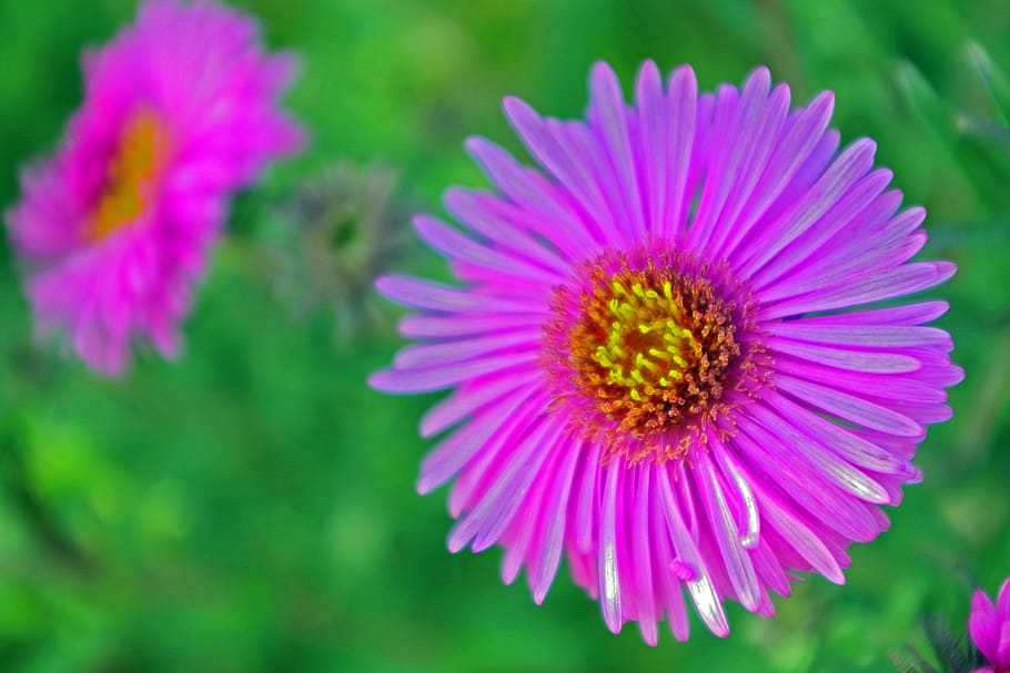 herbstaster, garden, autumn, close up, flowers, violet, purple HD wallpaper