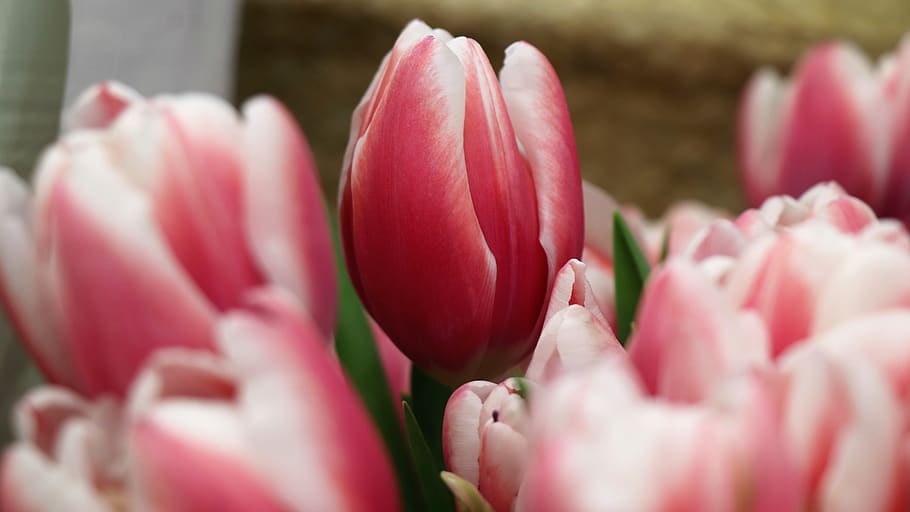 tulips, red, pink, spring, flowers, nature, congratulation HD wallpaper