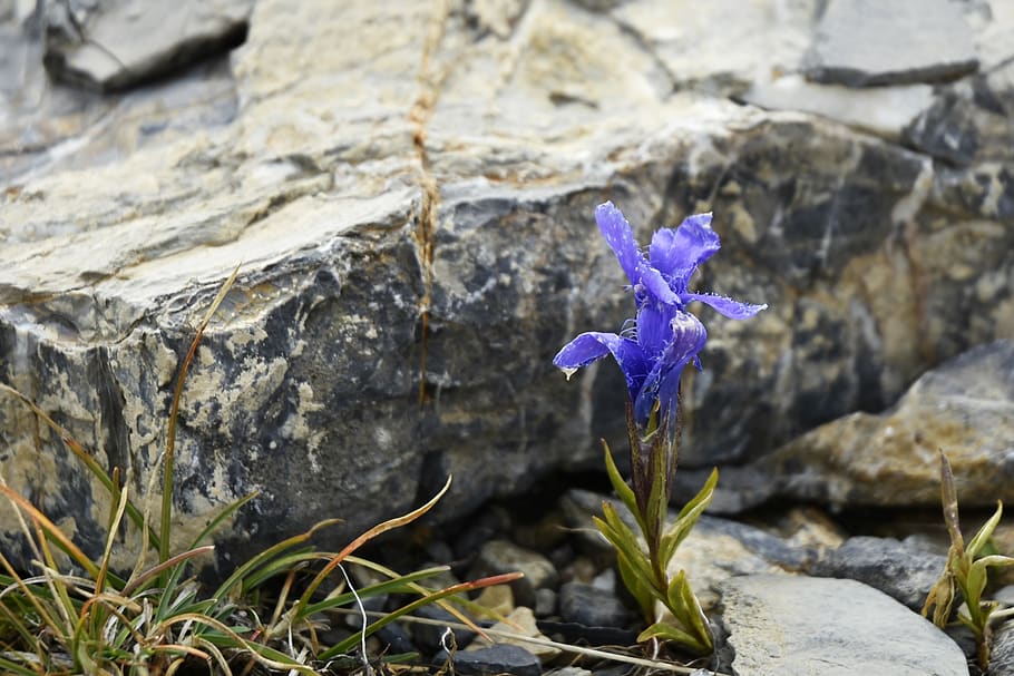 flower, stone, rock, nature, colorful, blossom, purple, bloom HD wallpaper
