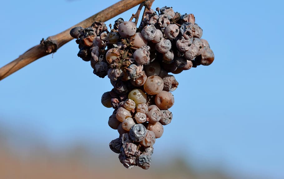 grapes, over ripe, noble rot, grapevine, winegrowing, plant HD wallpaper