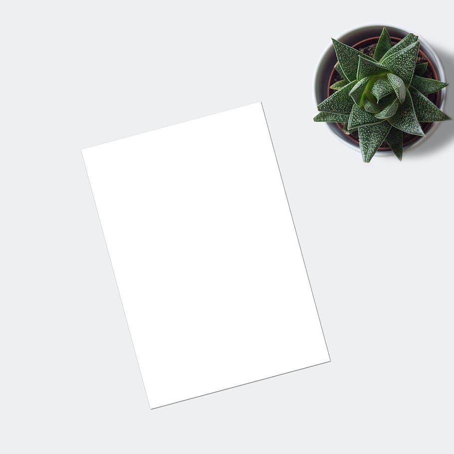 flatlay, plant, ecommerce, mockup, blank, paper, marketing, HD wallpaper