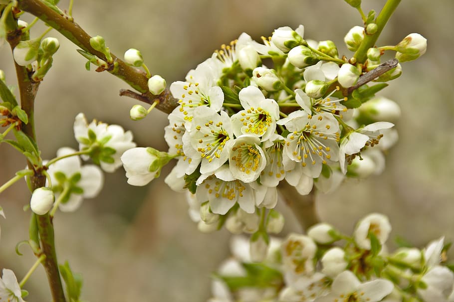 cherry, spring, flowers, white, bud, tree, youth, plant, flowering plant HD wallpaper
