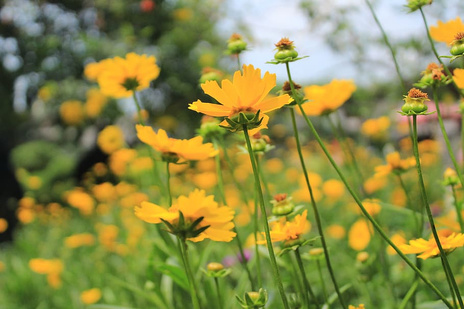 flowers, yellow, green, flowering plant, freshness, fragility HD wallpaper