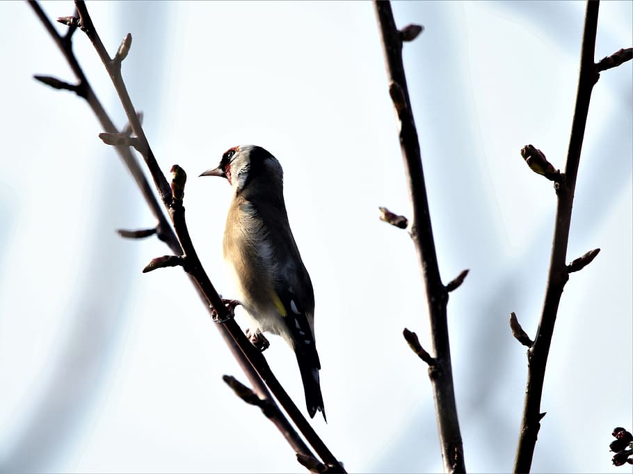 bird, goldfinch, colourful, nature, autumn, tree, branch, wildlife HD wallpaper